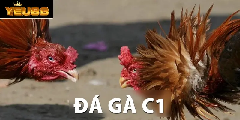 đá gà C1