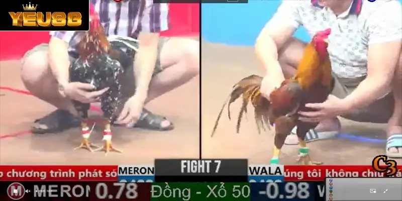 Một vài thông tin cơ bản về loại hình đá gà đầy hấp dẫn