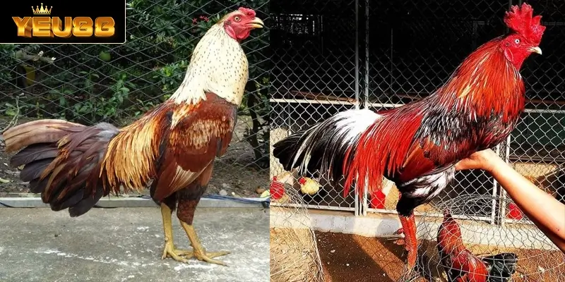 Điểm qua một số loại hình đá gà Thomo được nhiều người ưa thích