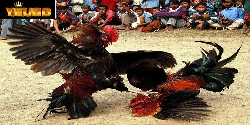Tìm hiểu thông tin chung về sân chơi đá gà C1